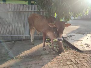 Qurban